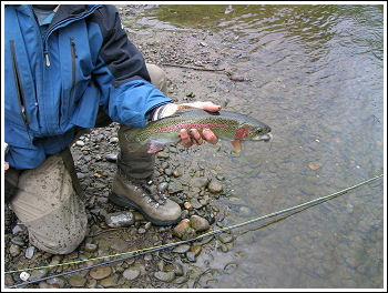 Fly Fishing Guides Flies Fishermen Gear Trout 5-2012