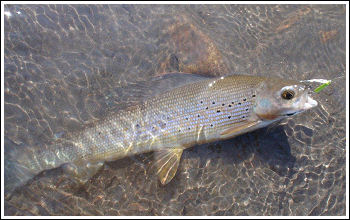 Fly Fishing Guides Flies Fishermen Gear Alaska Greyling 8-2011