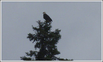 Fly Fishing Guides Flies Fishermen Gear Eagle in Tree 8-2011