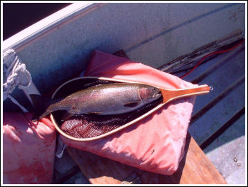 Fly Fishing Guides Flies Fishermen Gear Fall Wild Trout 9-2012