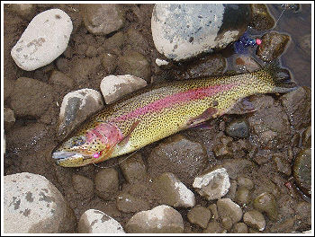 Fly Fishing Guides Flies Fishermen Gear Fish Displayed 11-2011