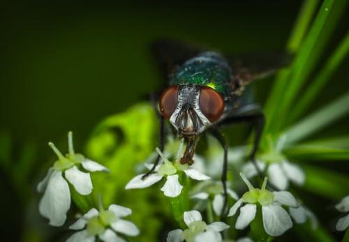 Fly Fishing Guides Flies Fishermen Gear Fly on Flower 1-18