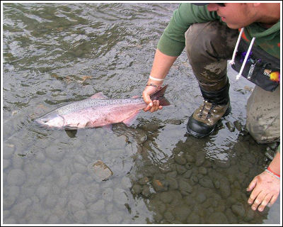 Fly Fishing Guides Flies Fishermen Gear Juvenile 8-2012