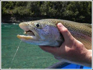 Fly Fishing Guides Flies Fishermen Gear Rainbow Trout 1-2012