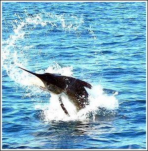 Fly Fishing Guides Flies Fishermen Gear Swordfish 10-2010 Fly Fishing Guides Flies Fishermen Gear Swordfish 10-2010