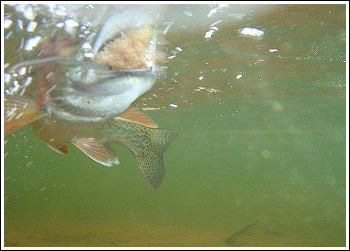 Fly Fishing Guides Flies Fishermen Gear Trout Underwater 11-2011