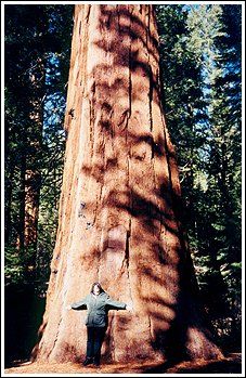 Yosemite Fly Fishing